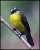 social_flycatcher_112395