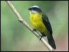 social_flycatcher_112397