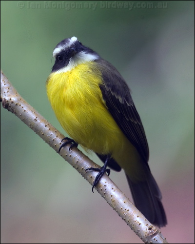 Social Flycatcher social_flycatcher_112395.psd