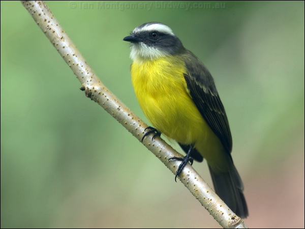 Social Flycatcher social_flycatcher_112397.psd