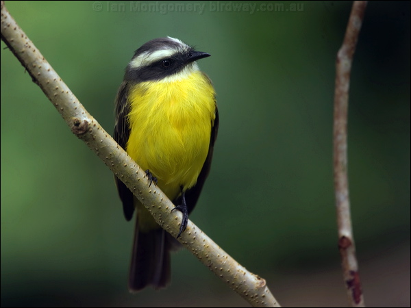 Social Flycatcher social_flycatcher_112405.psd