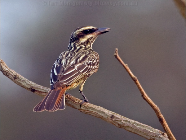 Streaked Flycatcher streaked_flycatcher_204590.psd