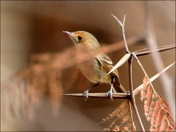 Tawny-crowned Pygmy-tyrant tawnycrpygmytyrant_27763.psd