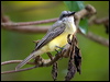 tropical_kingbird_113029