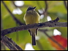 tropical_kingbird_113073