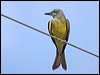 tropical_kingbird_205774