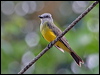 tropical_kingbird_23400