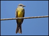tropical_kingbird_23474
