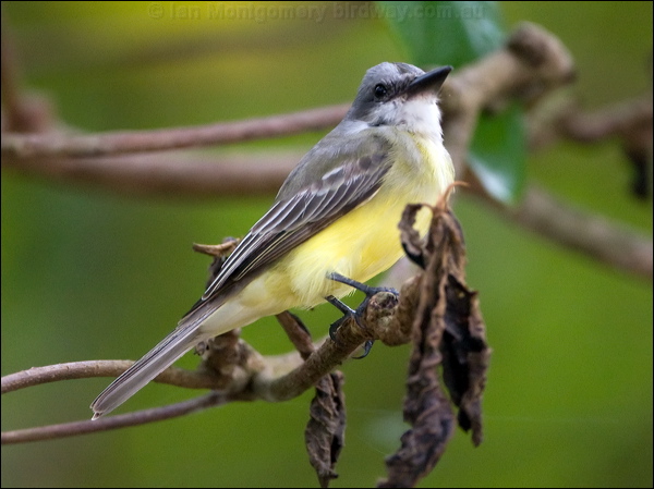 Tropical Kingbird tropical_kingbird_113029.psd