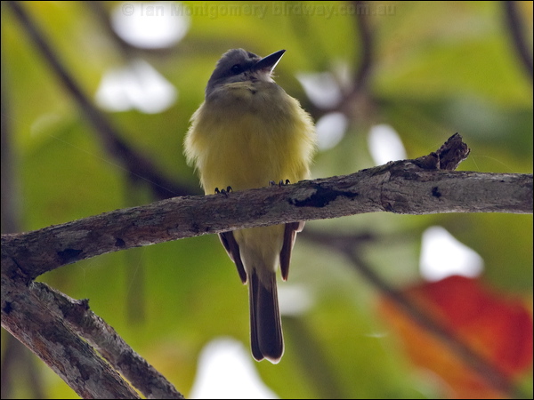 Tropical Kingbird tropical_kingbird_113073.psd