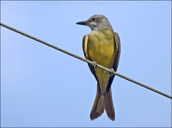 Tropical Kingbird tropical_kingbird_205774.psd