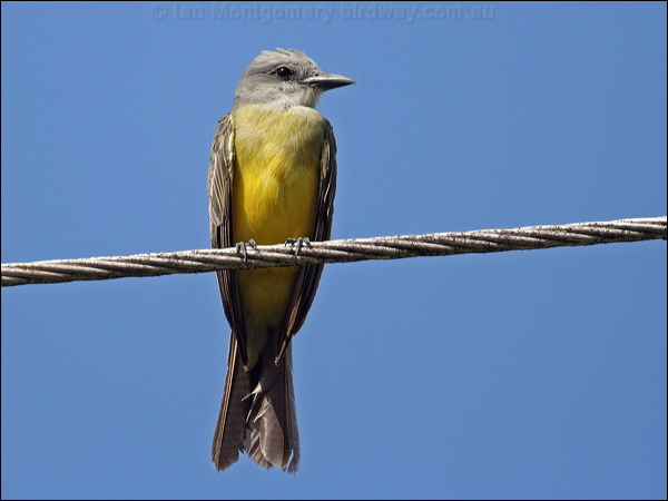 Tropical Kingbird tropical_kingbird_23474.psd