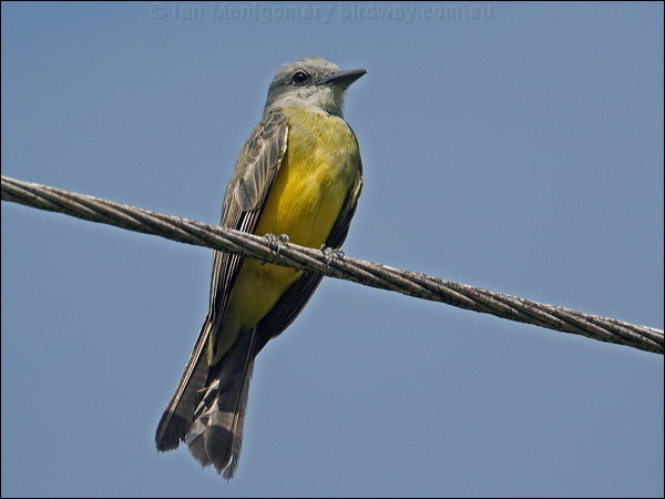 Tropical Kingbird tropical_kingbird_23476.psd