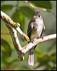 tropical_pewee_23381