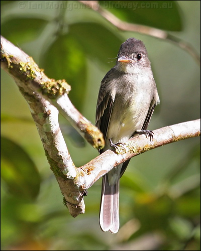 Tropical Pewee tropical_pewee_23381.psd
