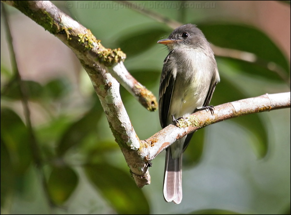 Tropical Pewee tropical_pewee_23384.jpg