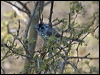 tufted_tit_tyrant_207691