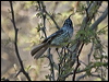 tufted_tit_tyrant_207700