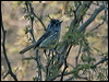 Click here to enter gallery and see photos/pictures/images of Tufted Tit-Tyrant