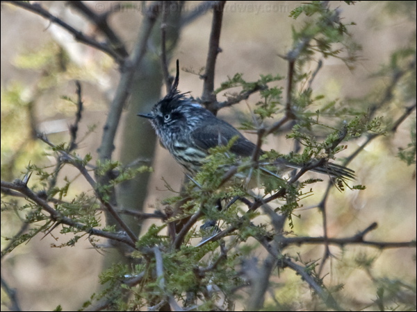 Tufted Tit-Tyrant tufted_tit_tyrant_207691.psd