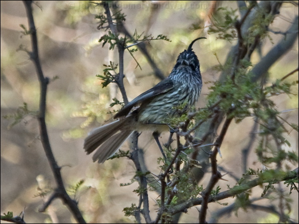 Tufted Tit-Tyrant tufted_tit_tyrant_207700.psd