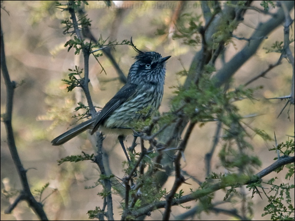 Tufted Tit-Tyrant tufted_tit_tyrant_207702.psd