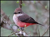 vermilion_flycatcher_27322