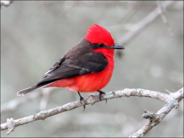 Vermilion Flycatcher vermilion_flycatcher_27313.psd