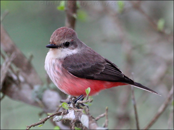 Vermilion Flycatcher vermilion_flycatcher_27322.psd