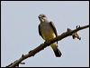 Click here to enter gallery and see photos/pictures/images of Western Kingbird