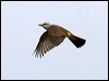 western_kingbird_67355
