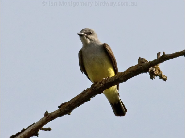 Western Kingbird western_kingbird_67354.psd