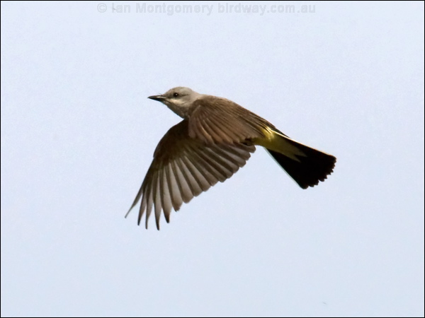 Western Kingbird western_kingbird_67355.psd