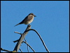 western_wood_pewee_69213