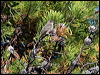 western_wood_pewee_69216