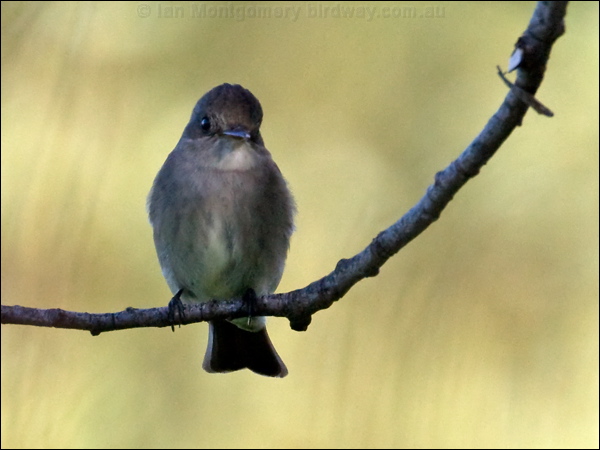 Western Wood Pewee western_wood_pewee_68699.psd