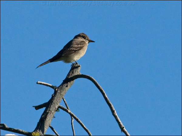 Western Wood Pewee western_wood_pewee_69213.psd