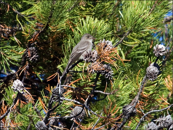 Western Wood Pewee western_wood_pewee_69216.psd