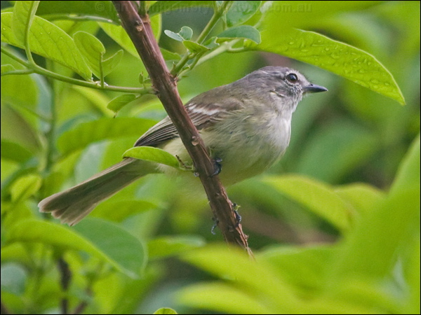 White-crested Tyrannulet wh_crest_tyrannulet_207047.psd