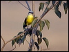 wh_throat_kingbird_206226
