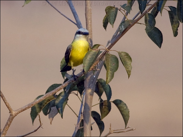 White-throated Kingbird wh_throat_kingbird_206226.psd