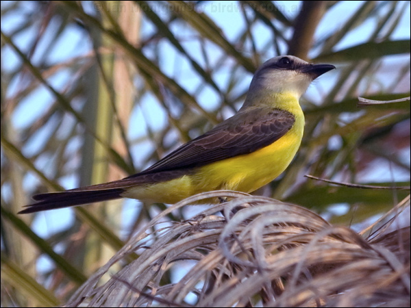 White-throated Kingbird wh_throat_kingbird_206233.psd