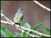 yellowbelly_elaenia_21566