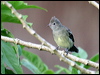 yellowbelly_elaenia_21567