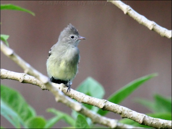 Yellow-bellied Elaenia yellowbelly_elaenia_21566.psd