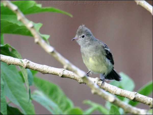 Yellow-bellied Elaenia yellowbelly_elaenia_21567.psd