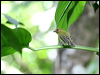 ye_breast_flycatcher_21625