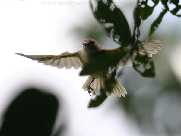 Ochre-lored Flatbill ye_breast_flycatcher_21624.psd