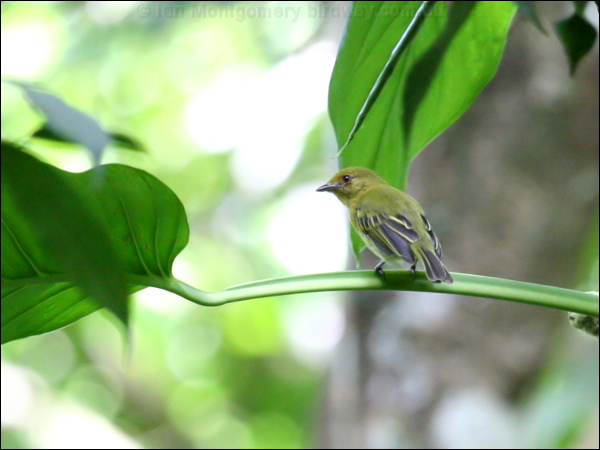 Ochre-lored Flatbill ye_breast_flycatcher_21625.psd