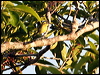 yebr_todyflycatcher_26598